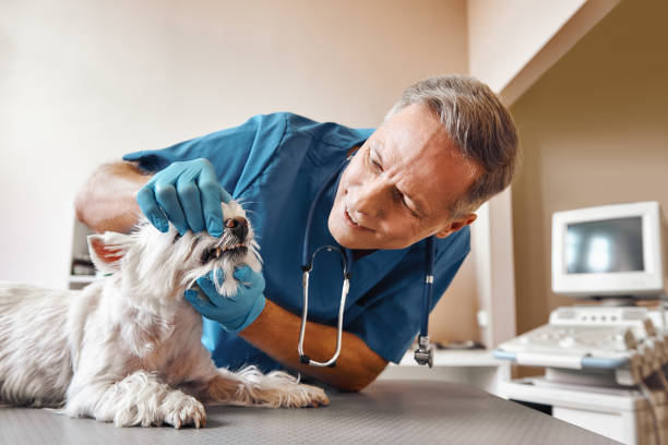 Best Cosmetic Emergency Dentistry in Oglethorpe, GA